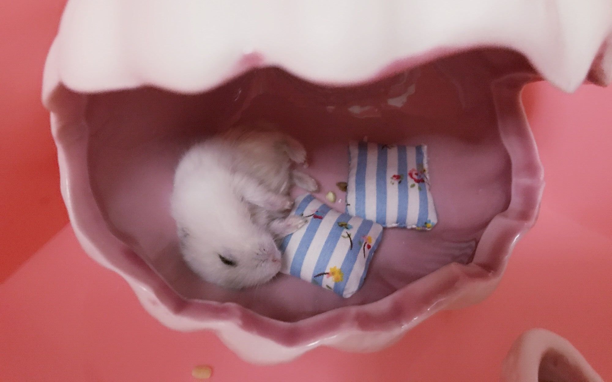 仓鼠为什么躺着睡觉呢?这八种睡姿不是生病了,而是呼呼大睡