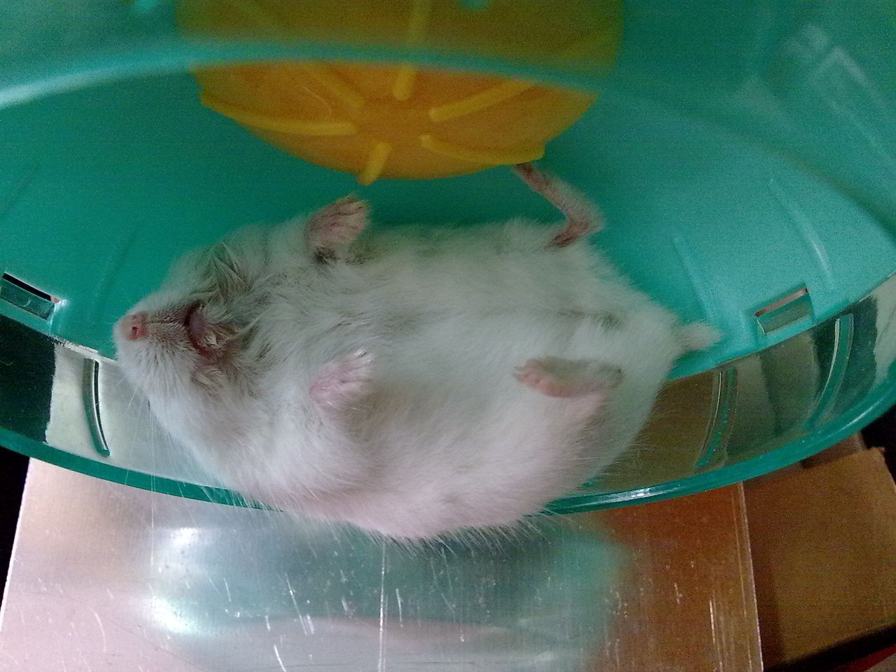 仓鼠睡觉环境图片