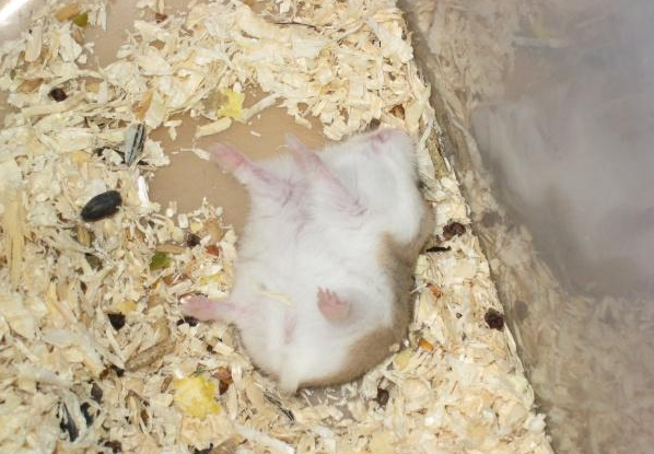 仓鼠冬眠姿势图片