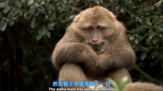 你一定刷过的弹幕盘点！这些经典弹幕梗的动漫原出处你知道吗？