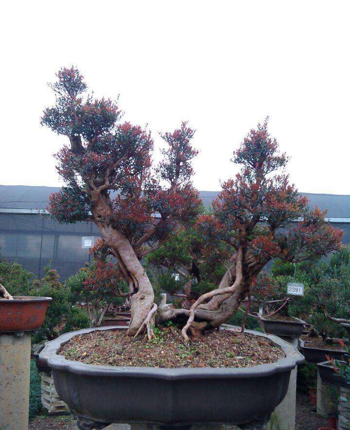 风水赤楠盆栽怎么养长得好专业回答