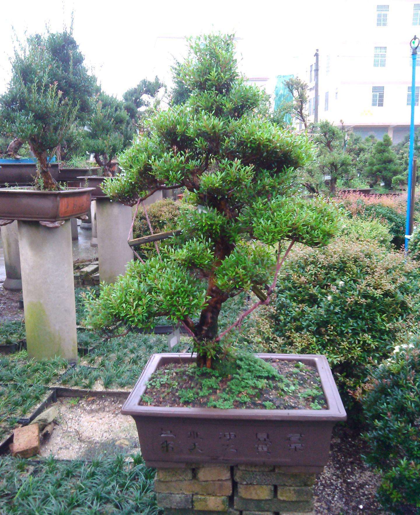 风水赤楠盆栽怎么养长得好专业回答