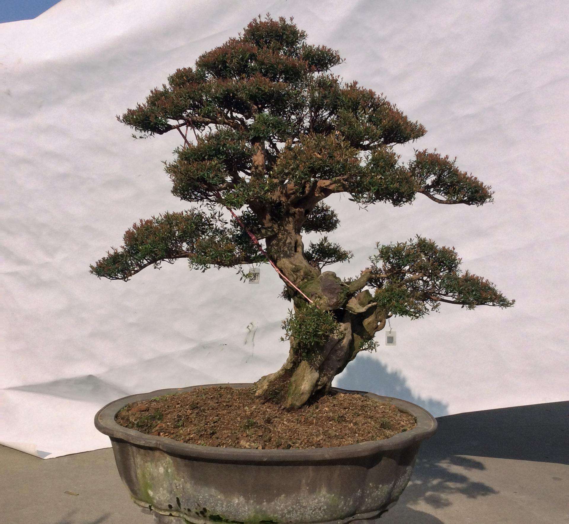 风水赤楠盆栽怎么养长得好专业回答