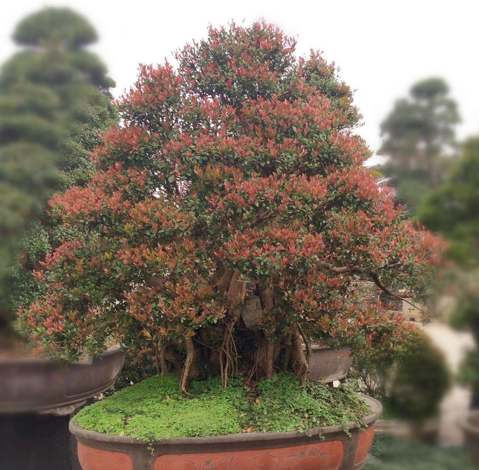 赤楠盆景养护要点,方法简单,寓意美好