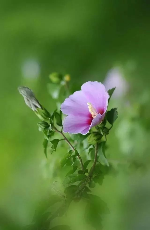 十二星座与幸运花