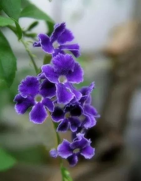 十二星座与幸运花