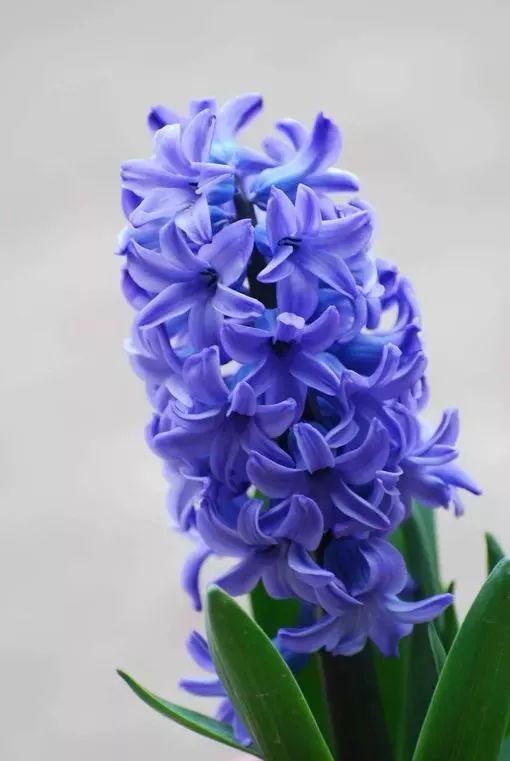 十二星座与幸运花