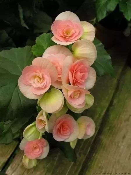 十二星座与幸运花