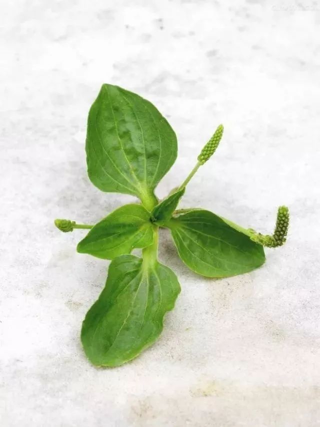 十二星座与幸运花
