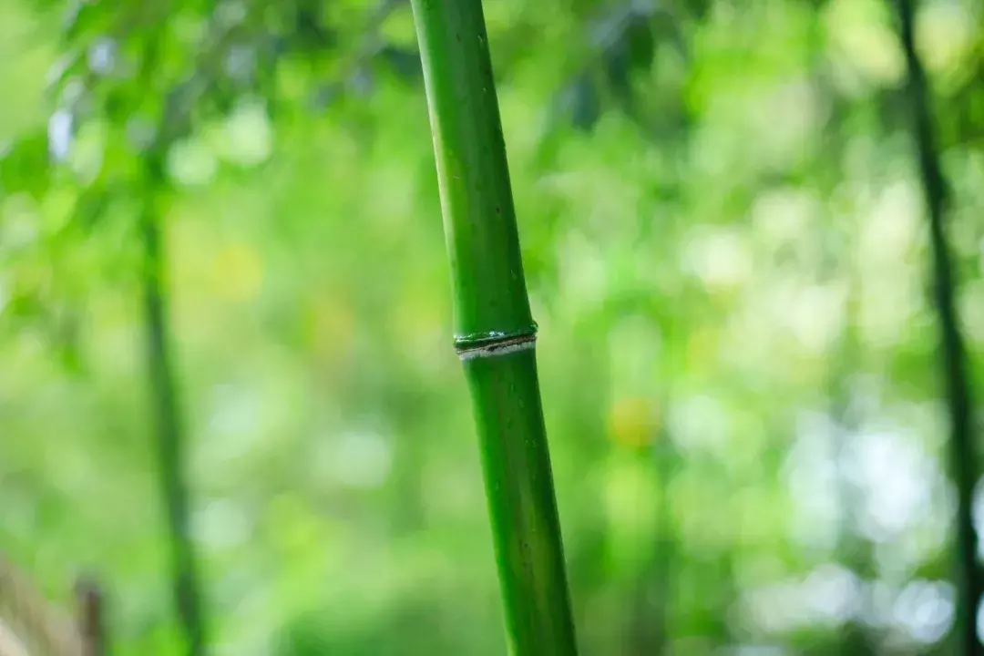 十首淡泊诗词：采菊东篱下，悠然见南山