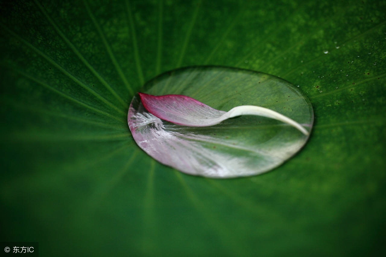 荷叶上的露珠:晶莹剔透"荷"世界 大珠小珠落玉盘