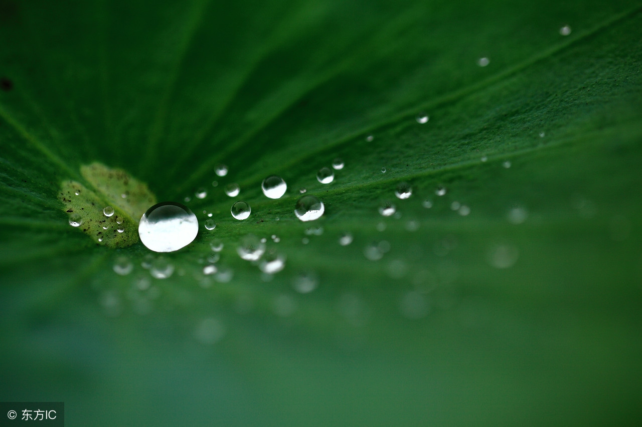 荷叶上的露珠:晶莹剔透"荷"世界 大珠小珠落玉盘