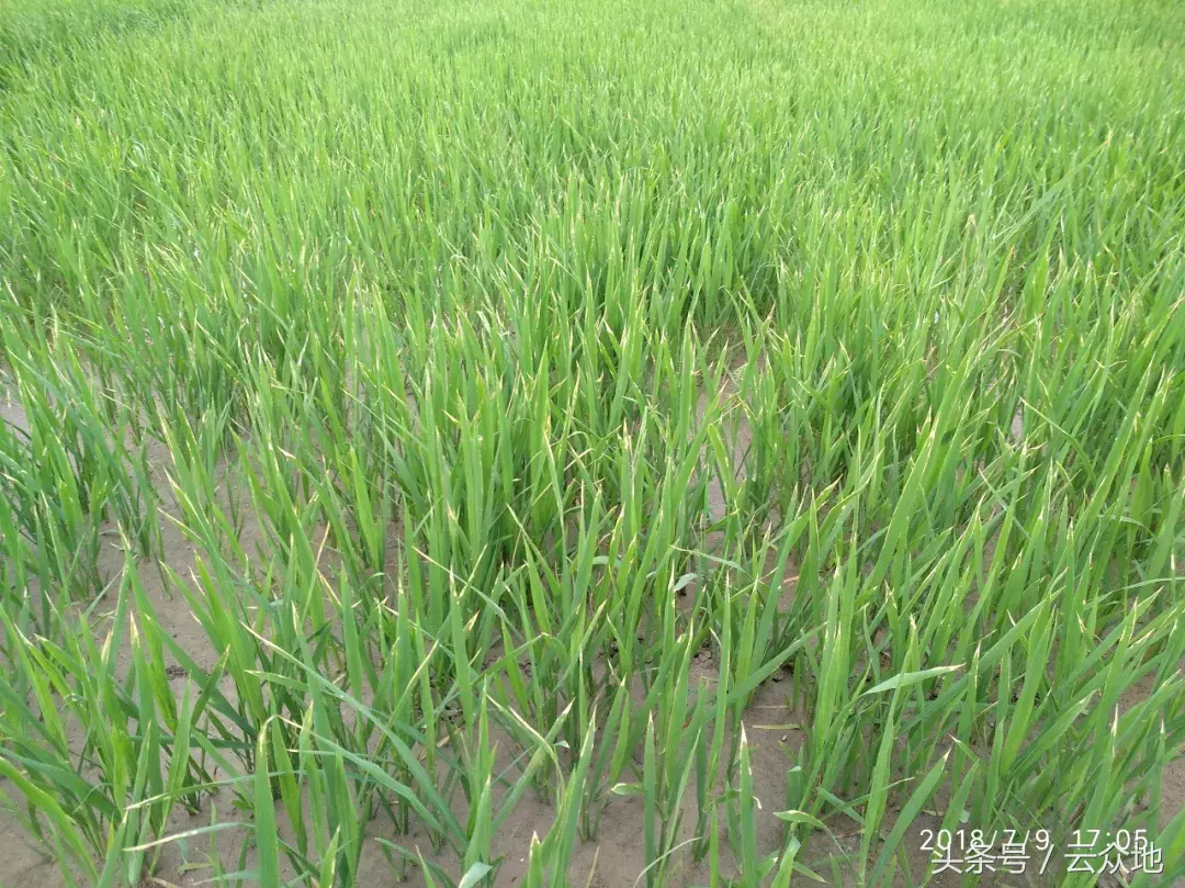 水稻新叶扭曲、心叶葱管卷曲等除草药害问题?农技专家这么解决!