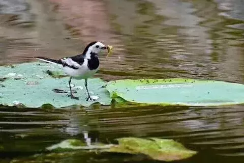 最全收录!关于河北农大,你想知道的都在这了(一)