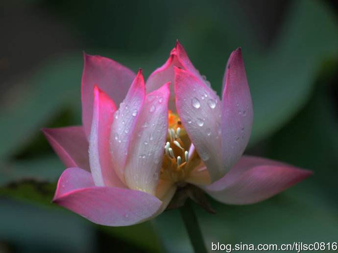 小诗六首：浅说人生，以花喻人