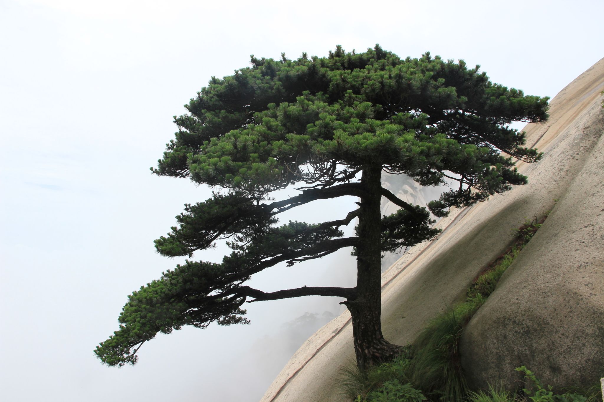 小诗六首：浅说人生，以花喻人