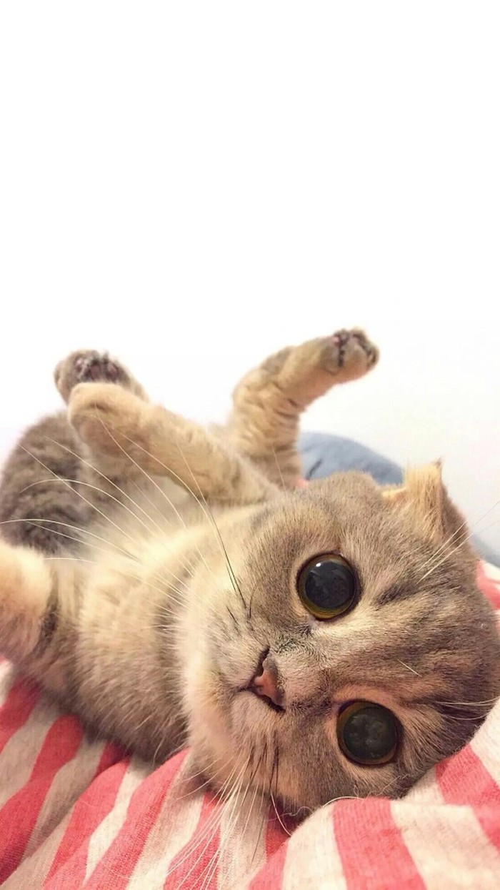 盘点声优界歌声甜美，长相可爱的小萝莉——小仓唯