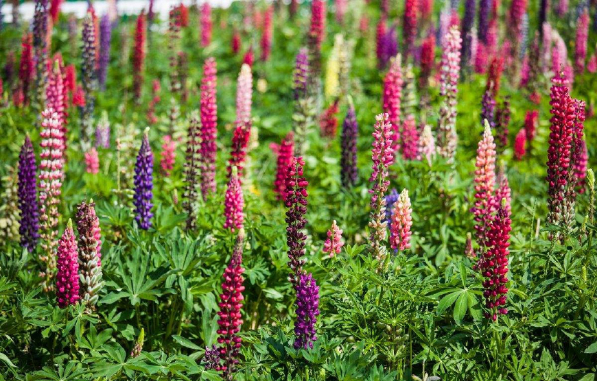 魯冰花(草本植物)魯冰花(拉丁學名:lupinus micranthus guss.