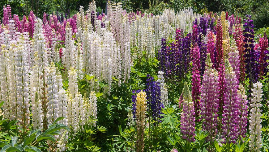 魯冰花(草本植物)魯冰花(拉丁學名:lupinus micranthus guss.