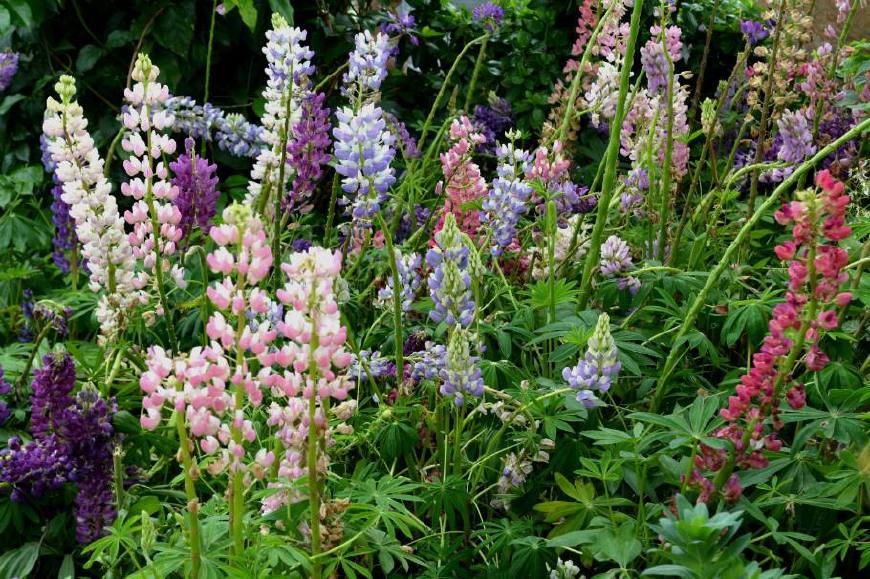 魯冰花(草本植物)魯冰花(拉丁學名:lupinus micranthus guss.