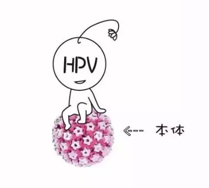 運用此物,讓hpv反過來怕你