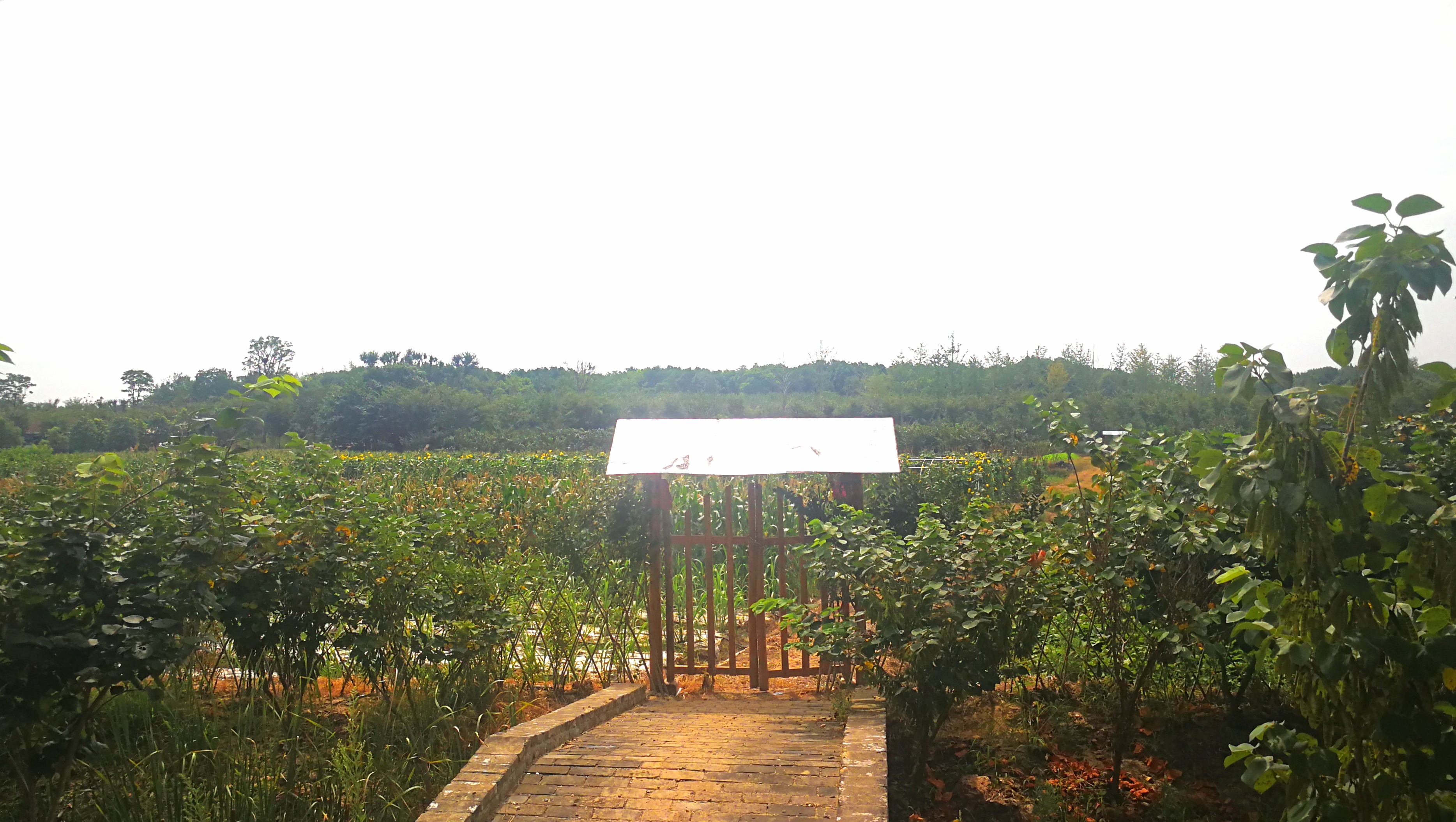 种一亩菜，脱一户贫｜和县打造蔬菜扶贫新模式