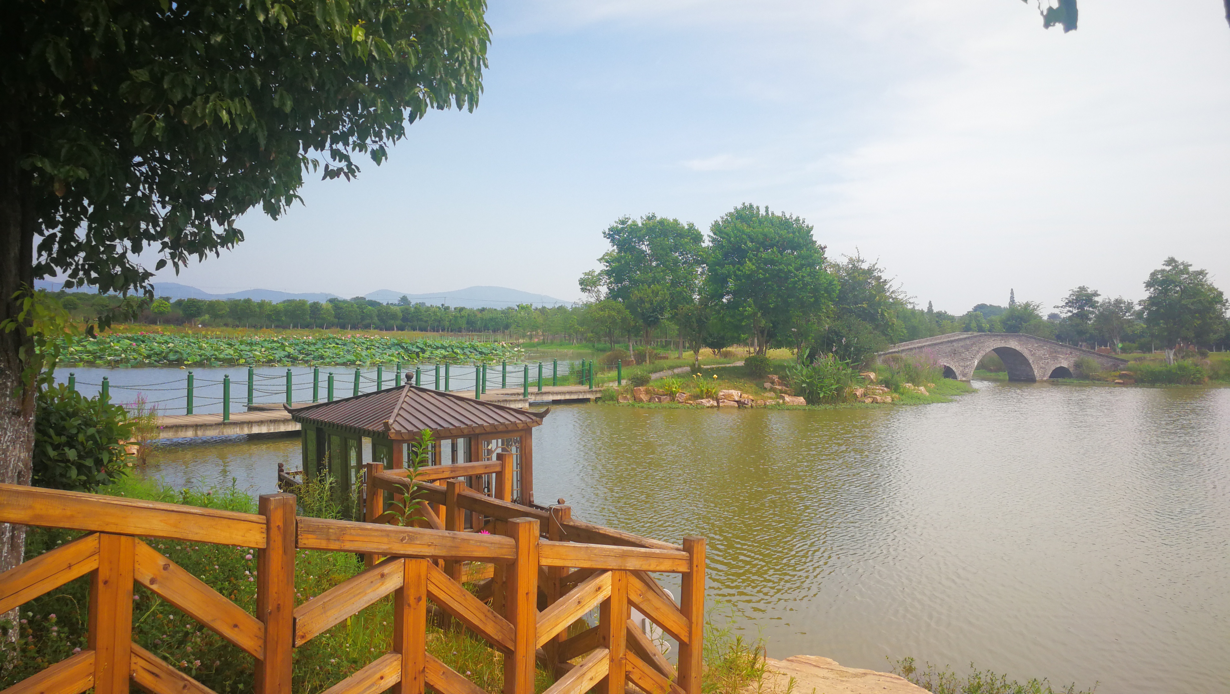 种一亩菜，脱一户贫｜和县打造蔬菜扶贫新模式