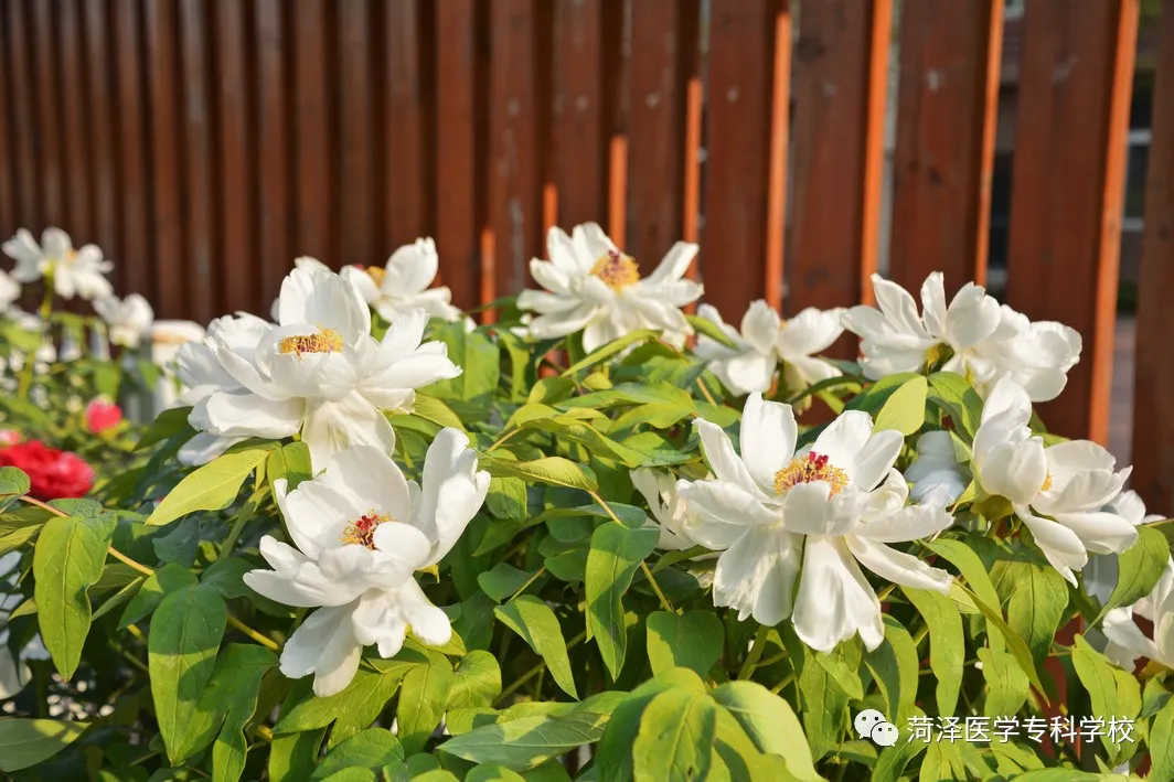 菏泽医学专科学校牡丹，又是姹紫嫣红开遍