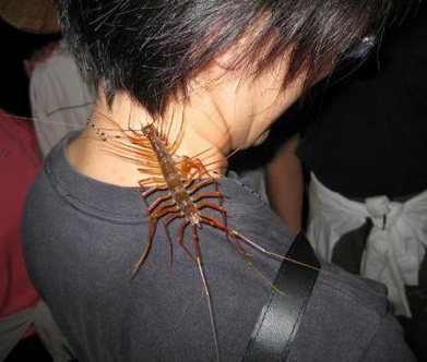 草鞋底是什么虫子,其实就是蚰蜒,你家里都看见过它们的踪迹