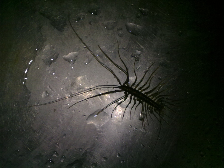 草鞋底是什么虫子,其实就是蚰蜒,你家里都看见过它们的踪迹