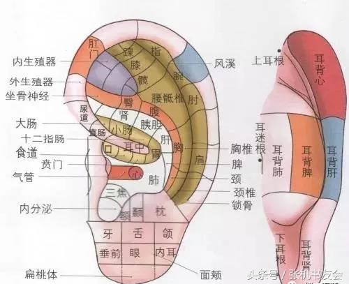 耳朵各个部位的名称和作用（最全耳诊及耳穴详解）