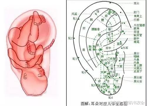 耳朵各个部位的名称和作用（最全耳诊及耳穴详解）