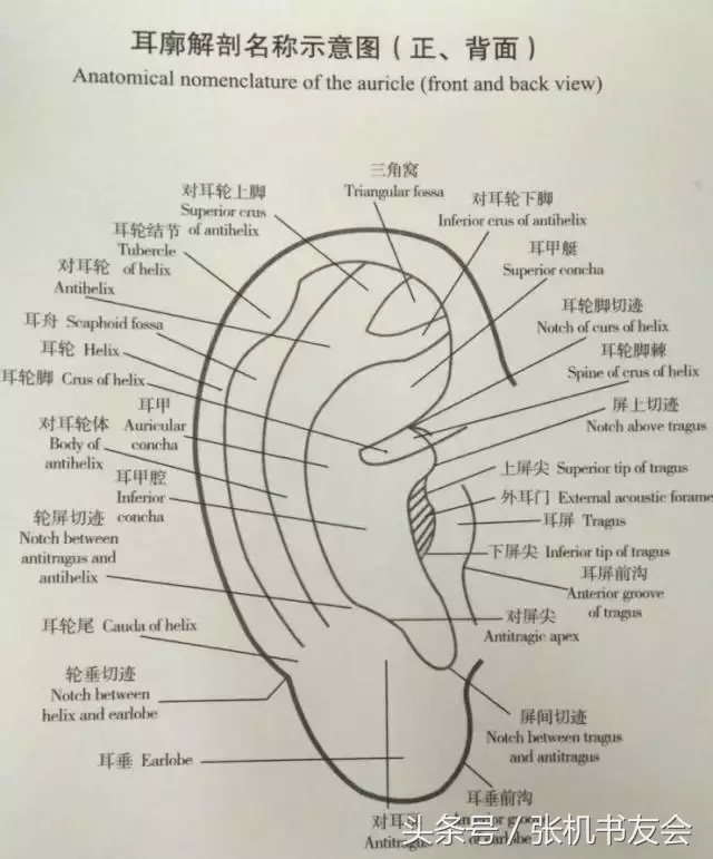 耳朵各个部位的名称和作用（最全耳诊及耳穴详解）