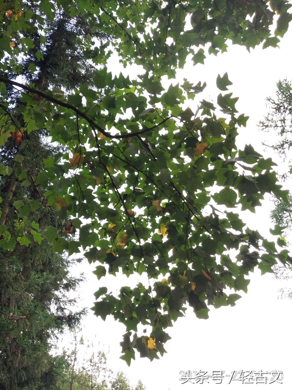 原创古文微小说：白油