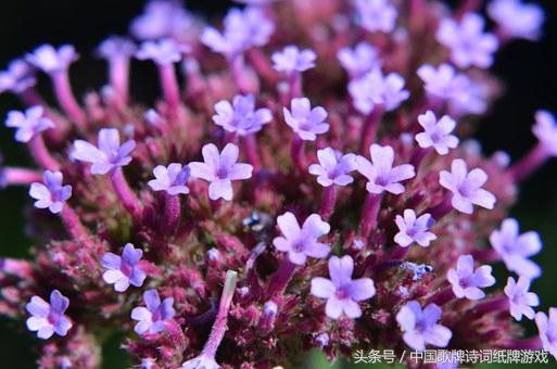 “飞花令”——日，66首含“日”的经典古诗词名句汇编
