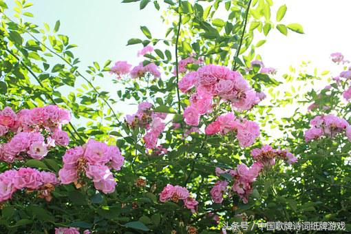 “飞花令”——日，66首含“日”的经典古诗词名句汇编