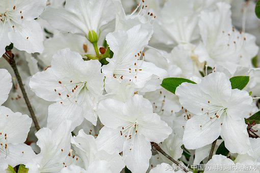 “飞花令”——日，66首含“日”的经典古诗词名句汇编