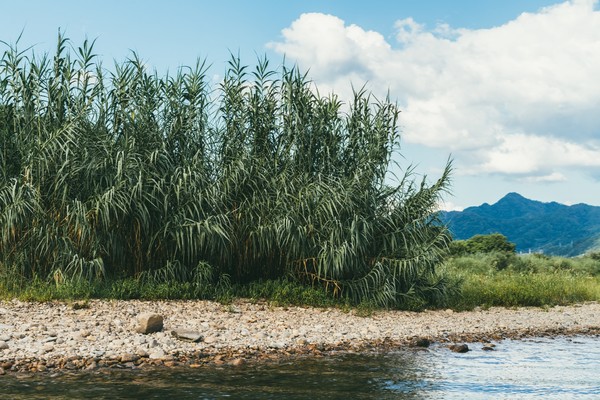 丽水古堰画乡：岁月静好，择一方山水而栖