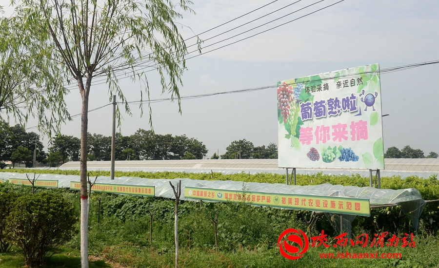 2018“葡萄飘香·紫韵田园”——葡萄藤下品甘甜 水雾朦胧戏清凉