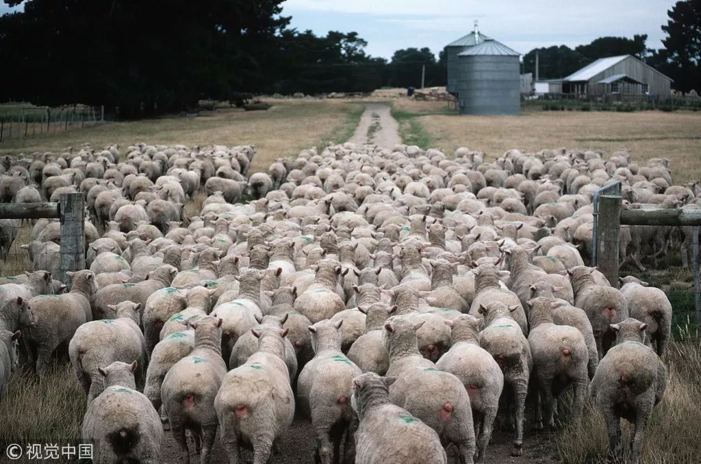 羊群效应是什么意思啊，认识投资中的羊群效应？