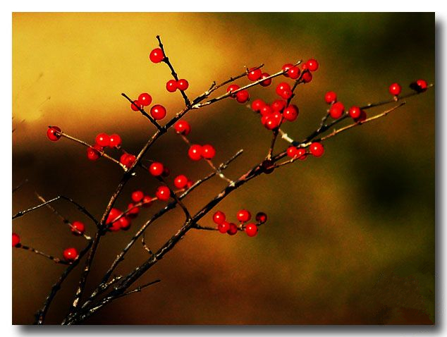 血菩提,红豆是一种很美的文玩手串,也是一种有毒的植物