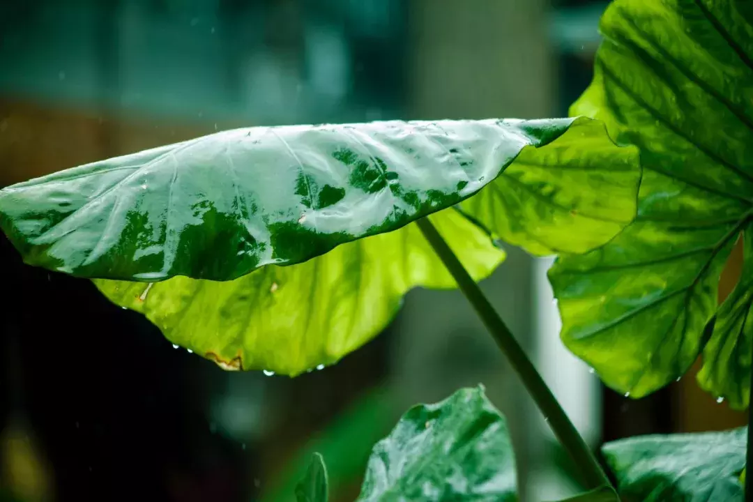 十首夏雨诗词：原来夏雨这么美