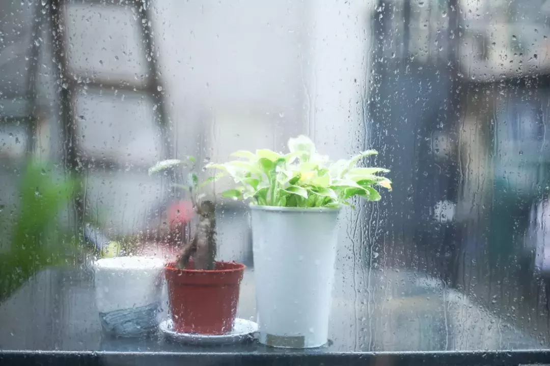 十首夏雨诗词：原来夏雨这么美