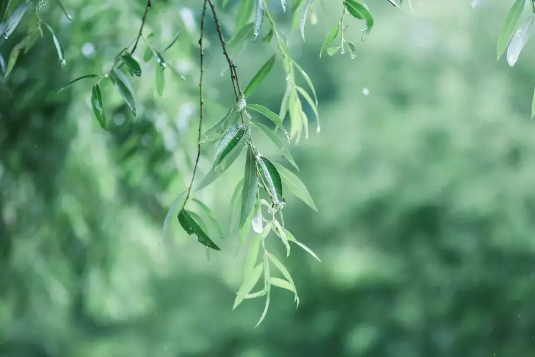 十首夏雨诗词：原来夏雨这么美