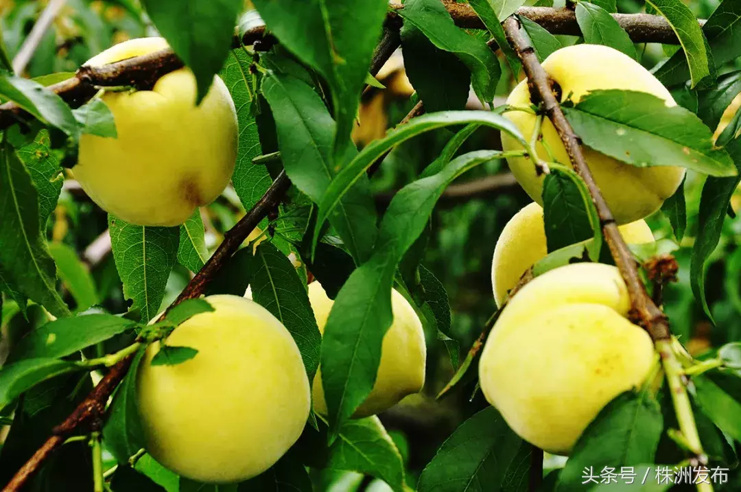 要闻:株洲3所学校成为全国国防教育示范校丨市民遇不文明养犬行为可举报