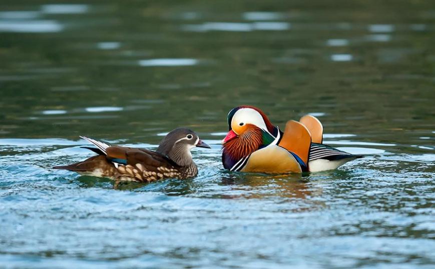 《极乐鸳鸯 》是灰白原创的古风歌曲.