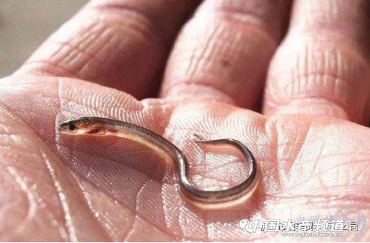 日本種鰻人工繁殖研究多年，其商業之路還有多遠？