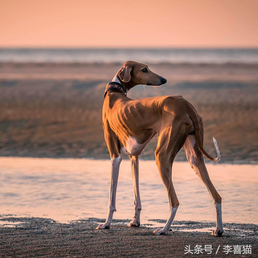 这五种狗狗以前都是非洲人养的宠物，相貌不同但各有各的特色