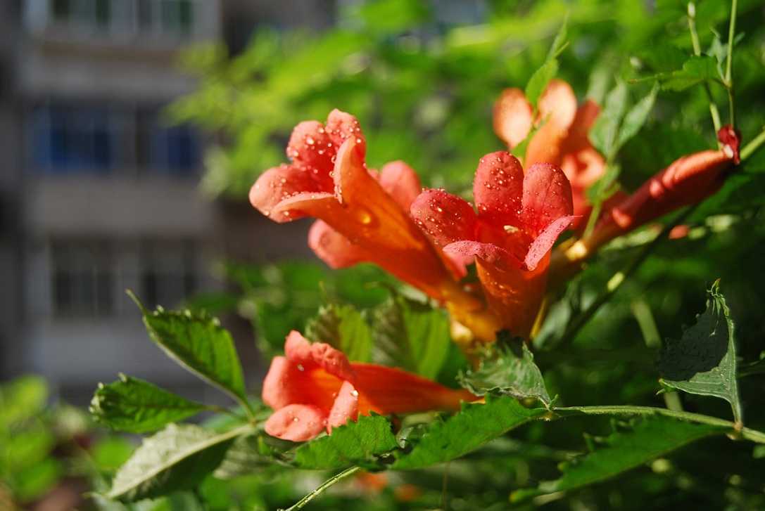 凌霄花的寓意象征（养殖凌霄花的注意事项分享）