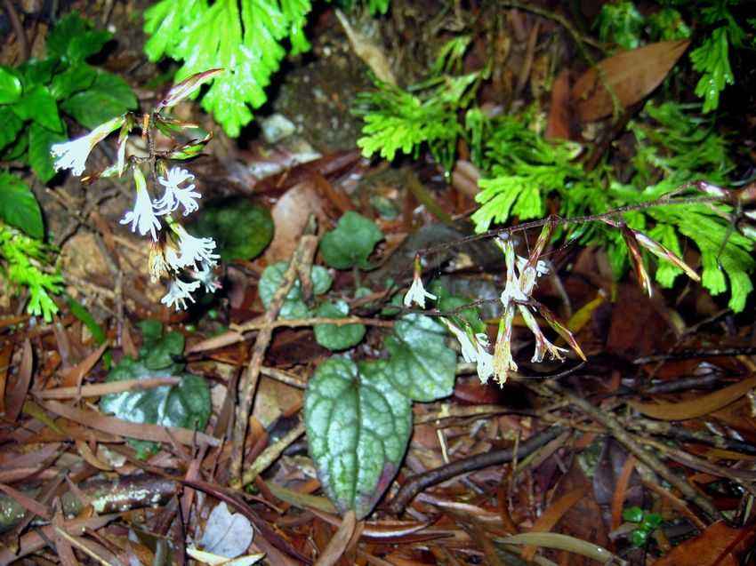 兔耳风又叫大血筋草,水上红,心肺草,石风丹春夏季采收,切段晒干.